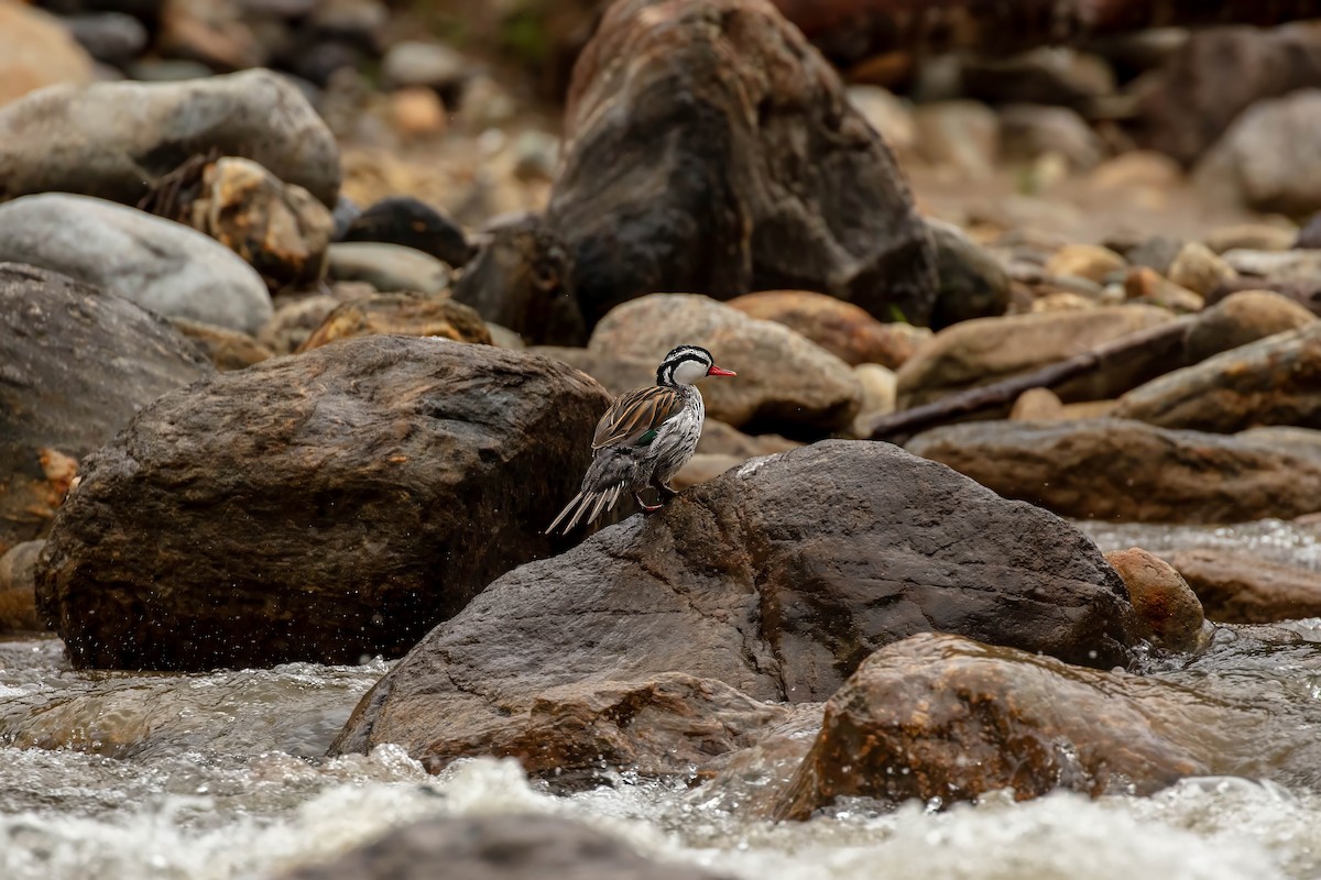 Torrent Duck - ML642686989