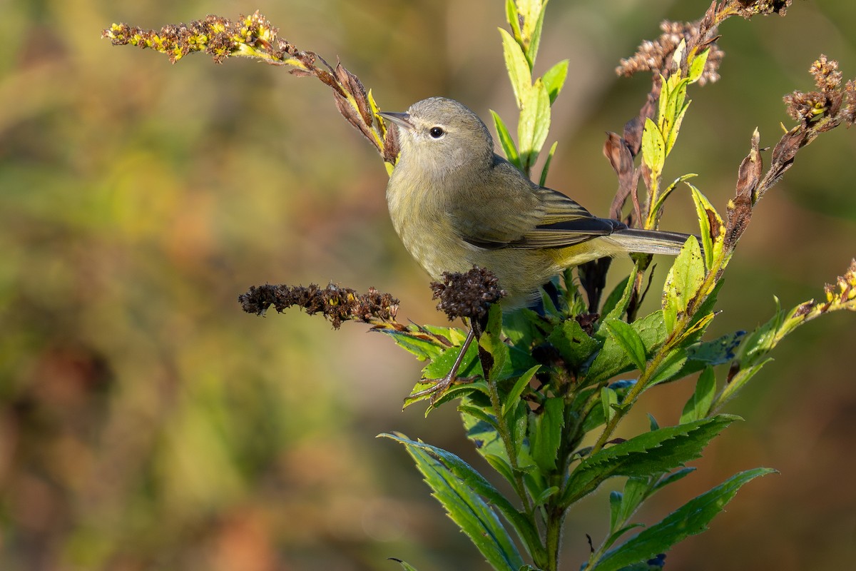 Orange-crowned Warbler - ML642686996