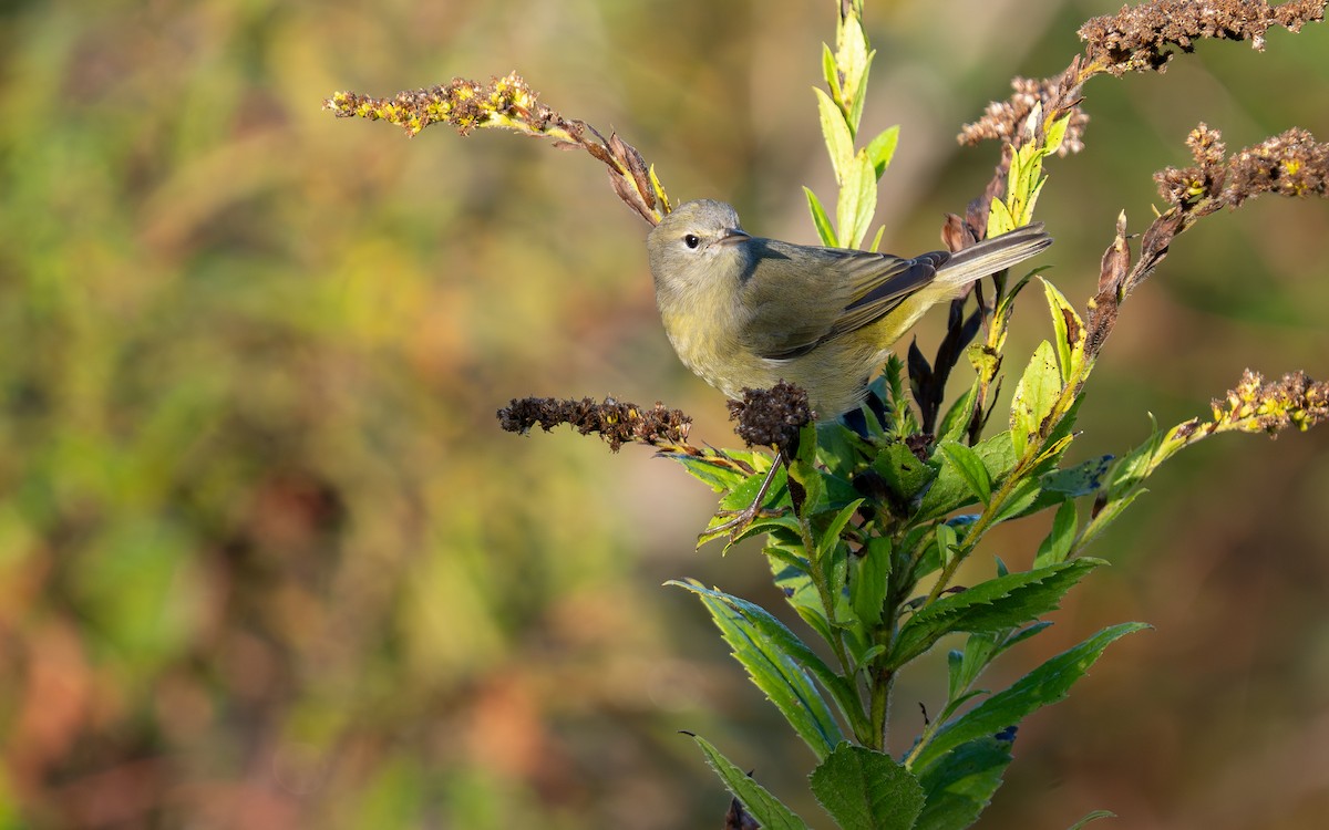 Orange-crowned Warbler - ML642686997