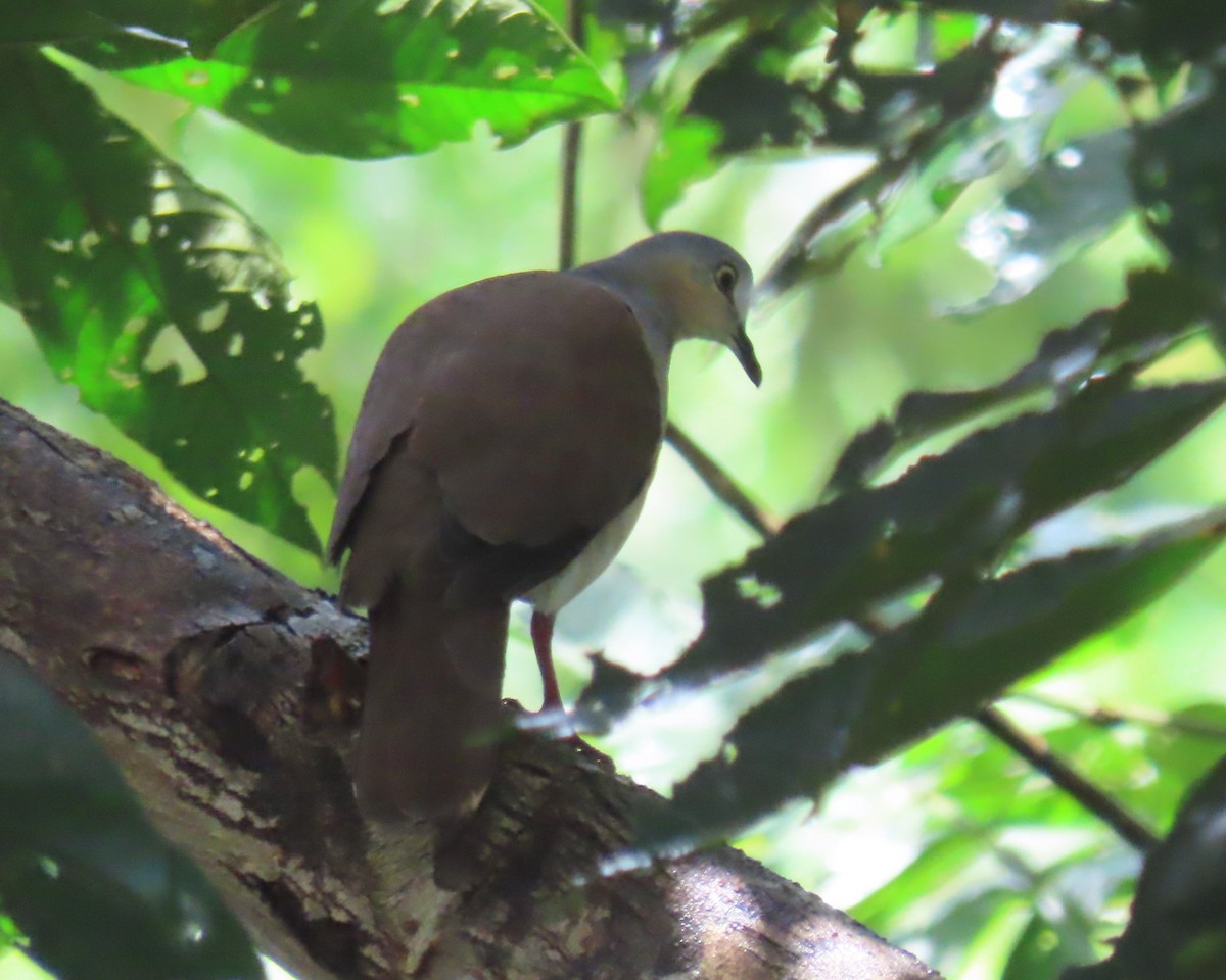 Gray-headed Dove - ML642686998
