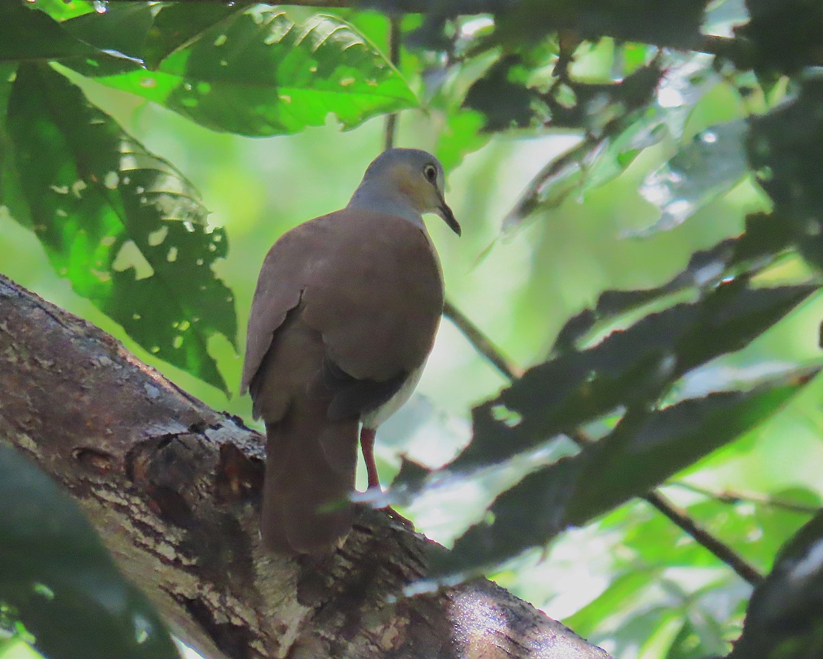 Gray-headed Dove - ML642686999