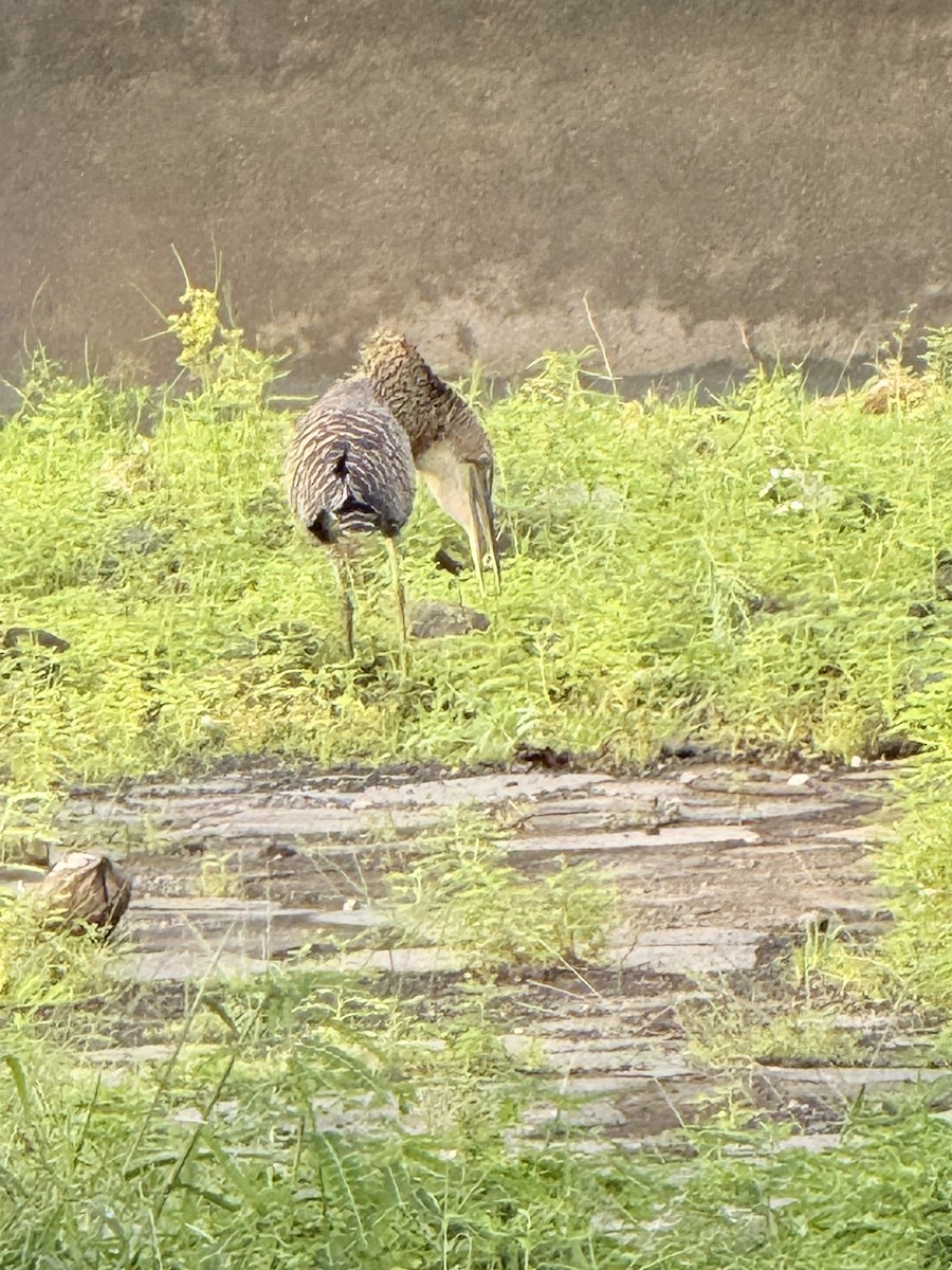 Pinnated Bittern - ML642687002