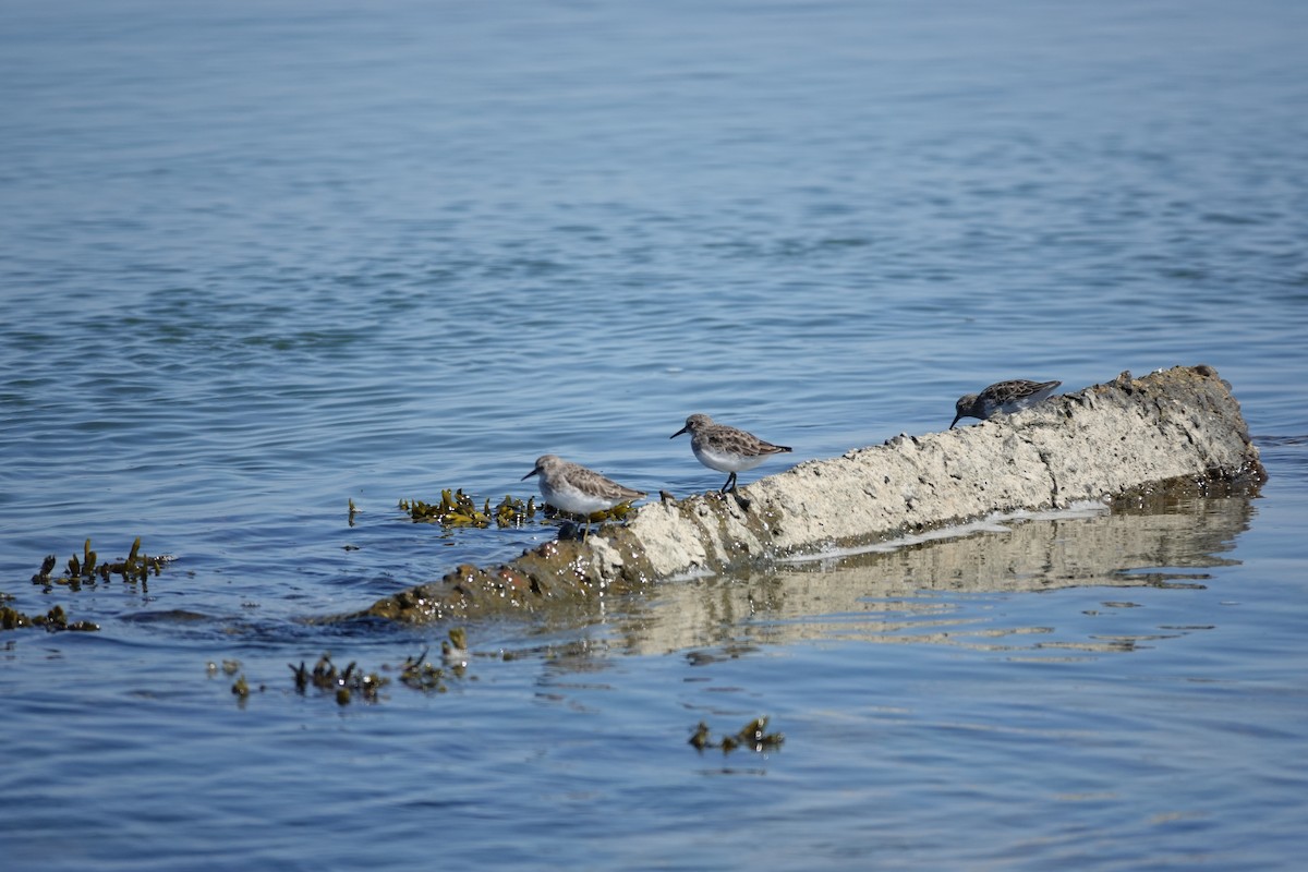 Least Sandpiper - ML642687003