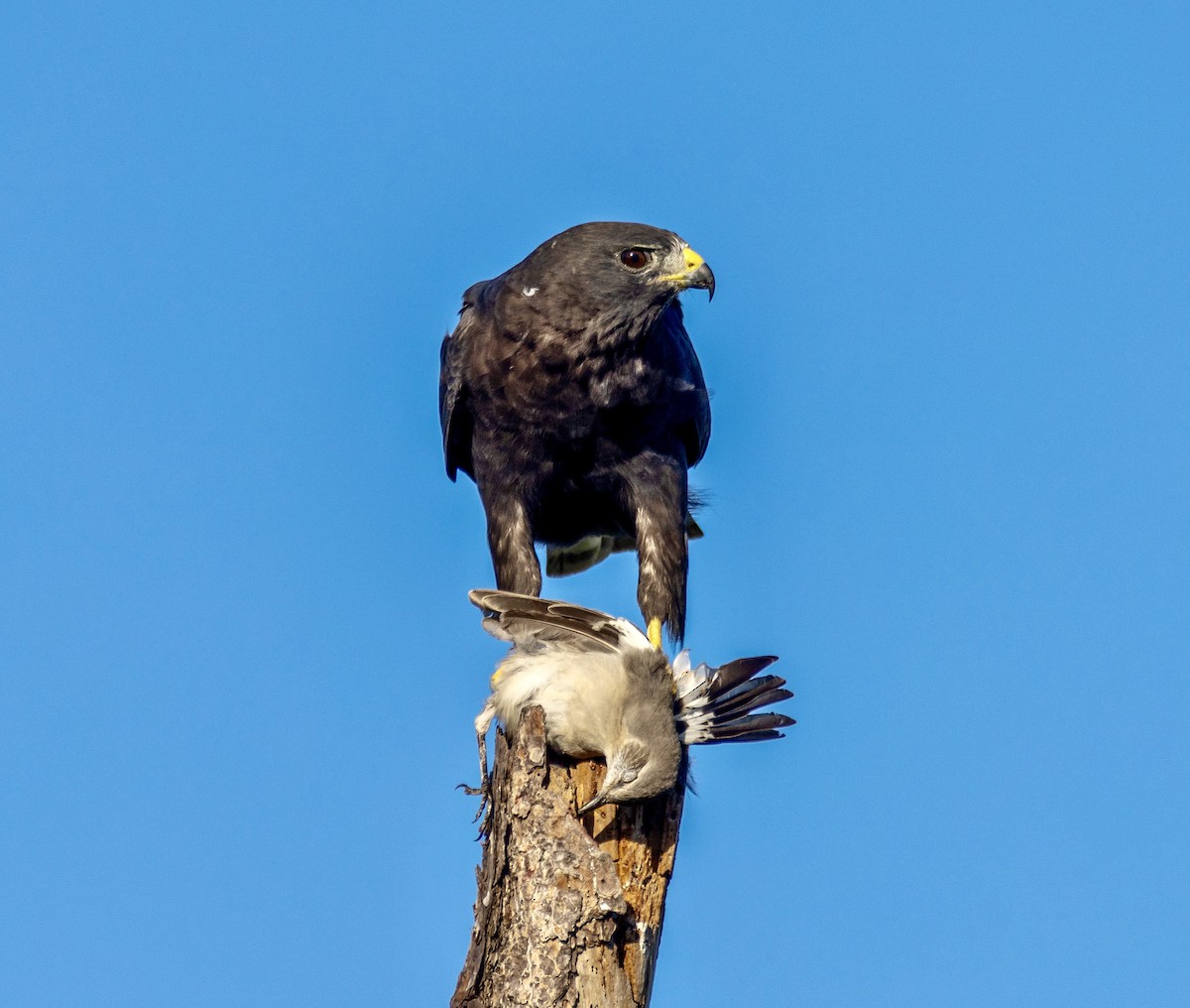 Short-tailed Hawk - ML642687004