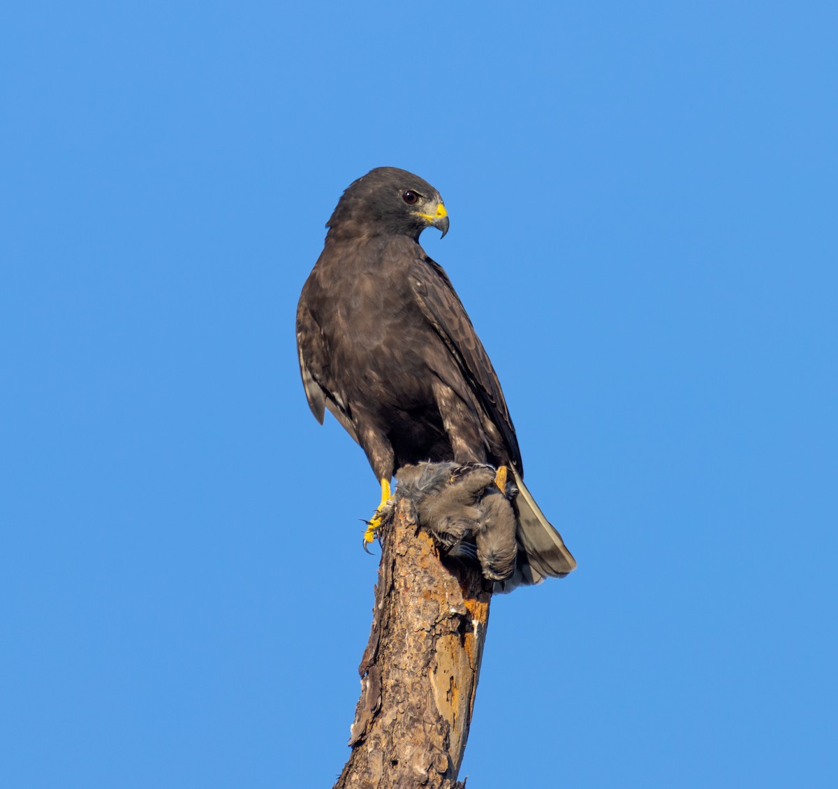 Short-tailed Hawk - ML642687005