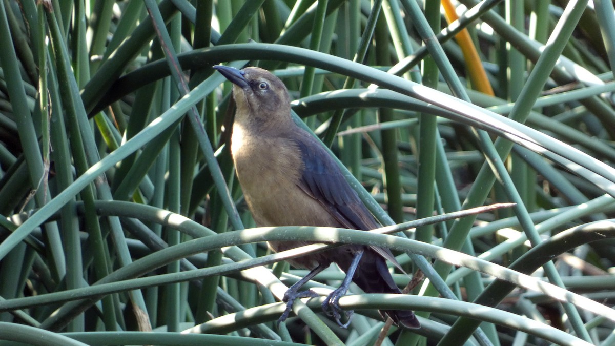 Great-tailed Grackle - ML642687007
