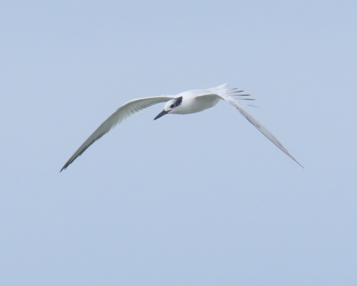 Sandwich Tern - ML642687009