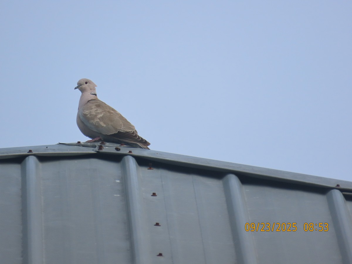 Eurasian Collared-Dove - ML642687010