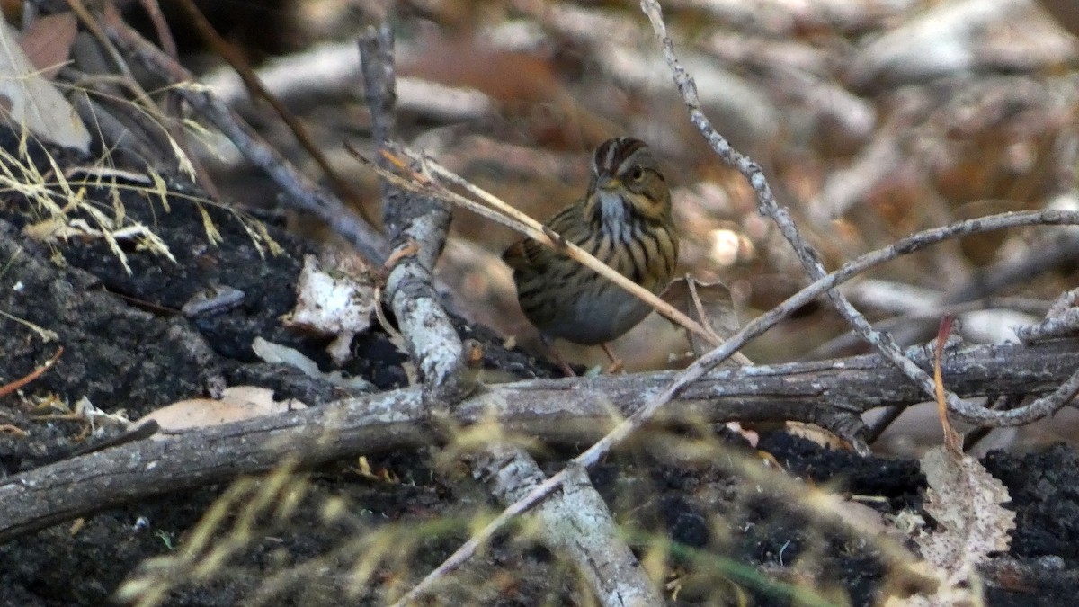 Lincoln's Sparrow - ML642687011