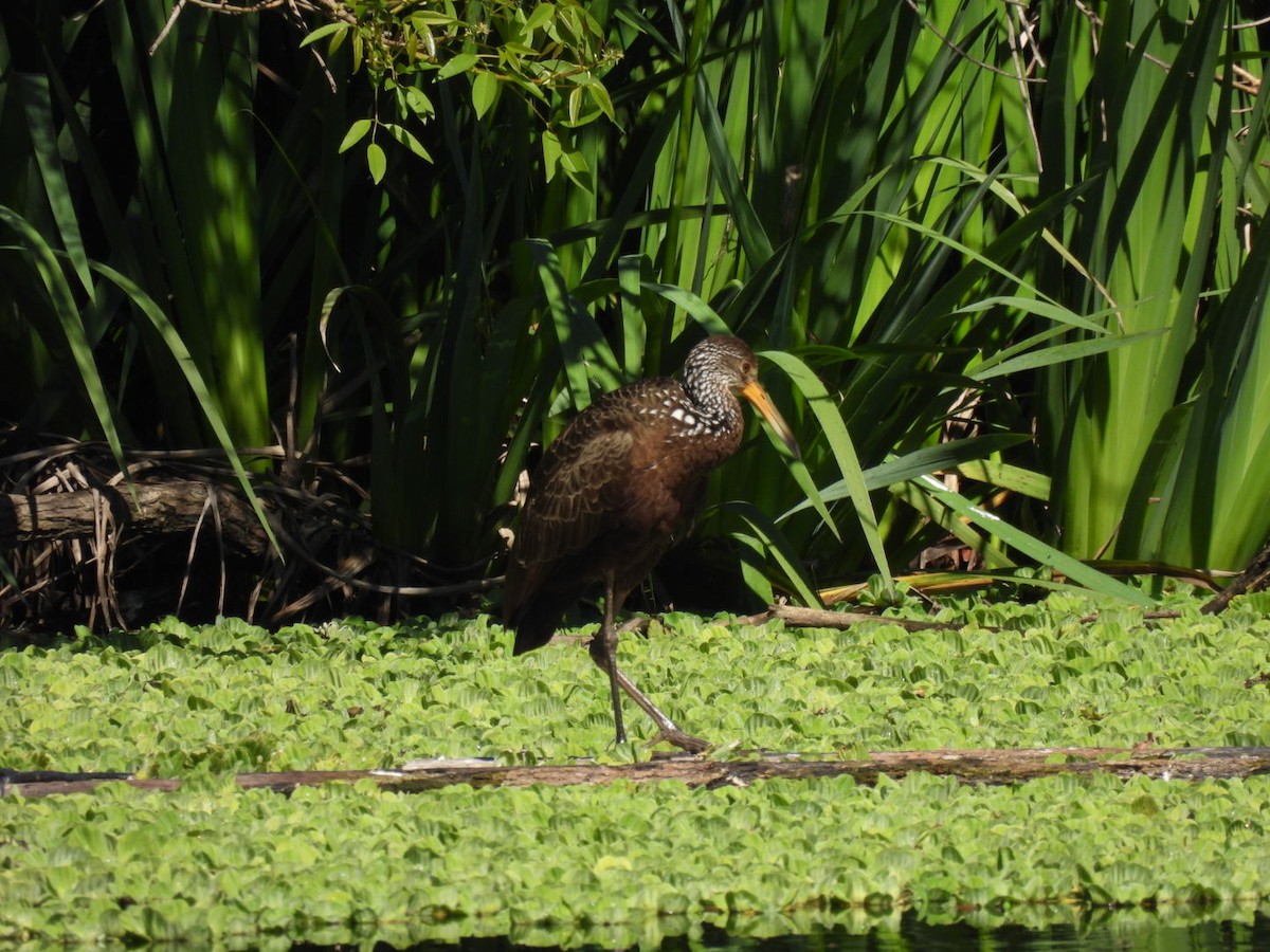 Limpkin - ML642687012