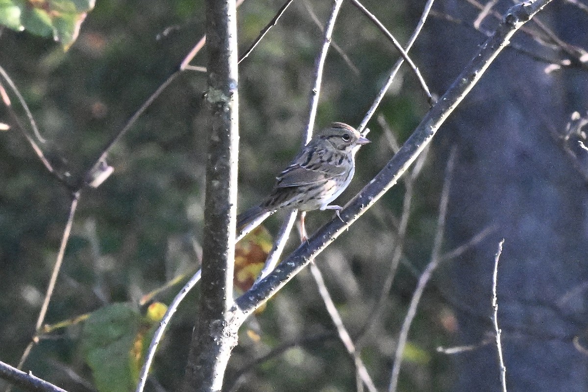 Lincoln's Sparrow - ML642687013