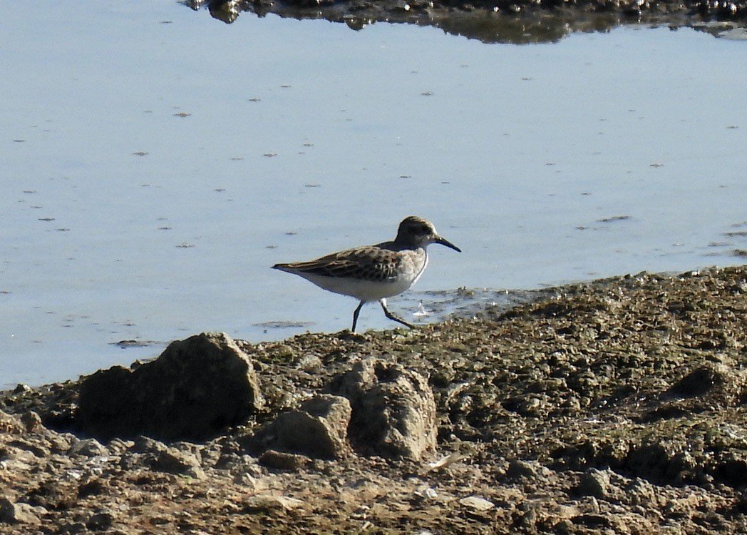 Least Sandpiper - ML642687014