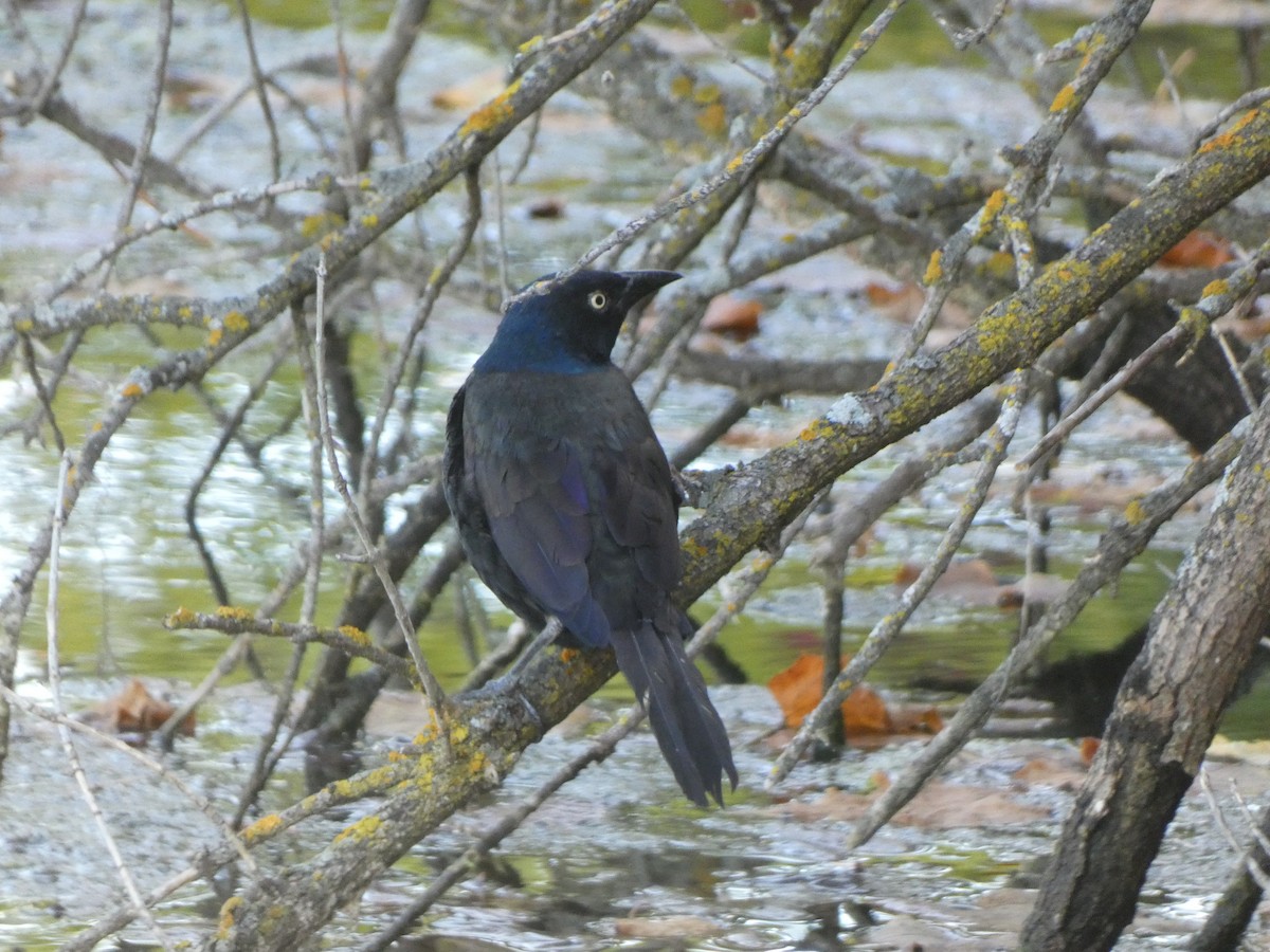 Common Grackle - ML642687020
