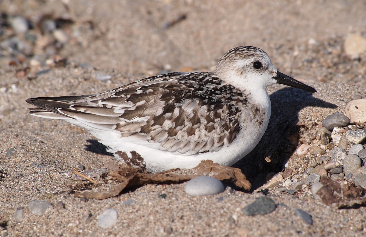 Sanderling - ML642687022