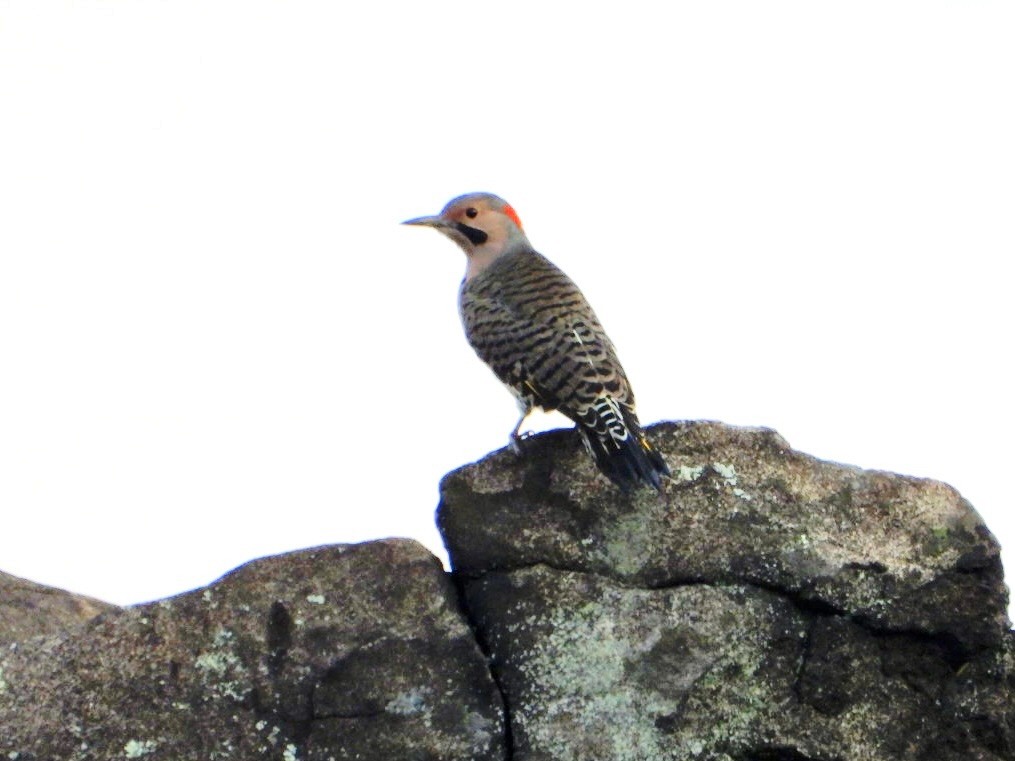Northern Flicker - ML642687023