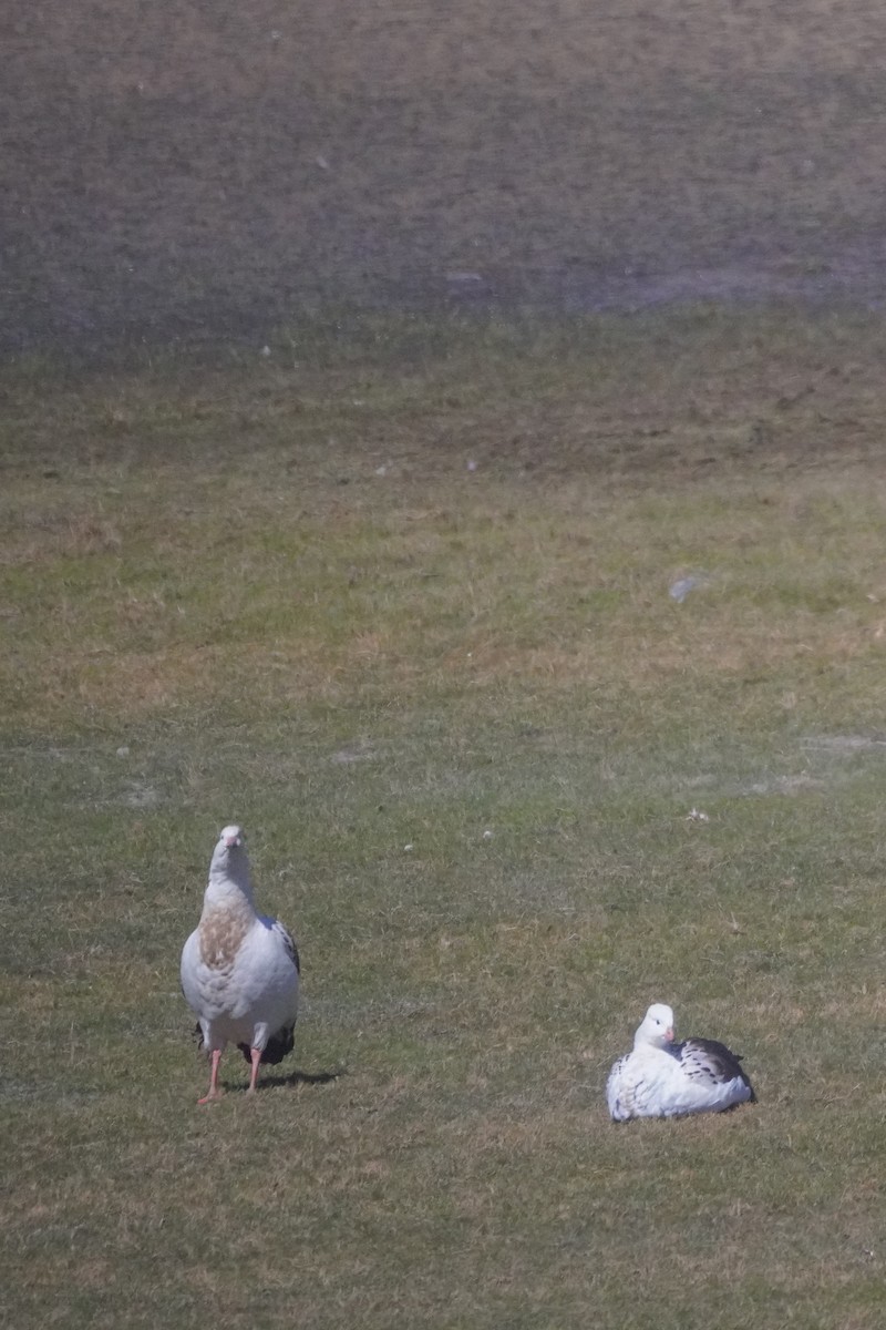 Andean Goose - ML642687024