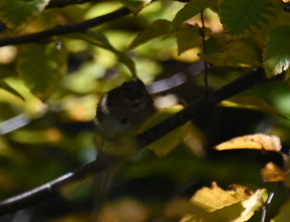 Lincoln's Sparrow - ML642687026