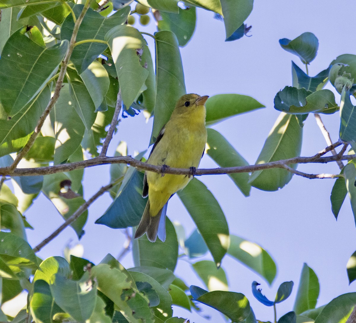 Scarlet Tanager - ML642687027