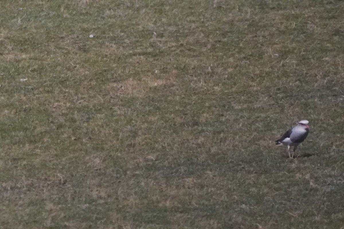Andean Lapwing - ML642687032