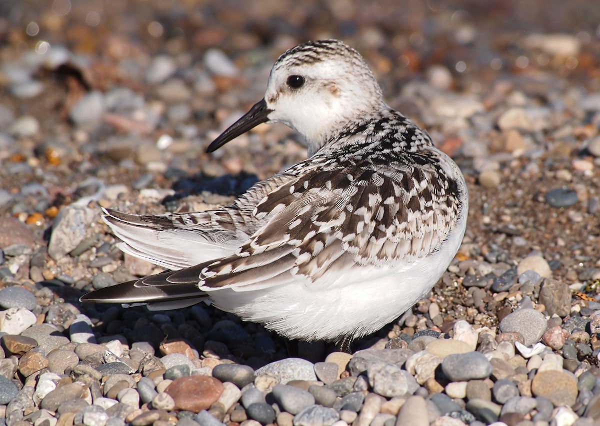 Sanderling - ML642687035