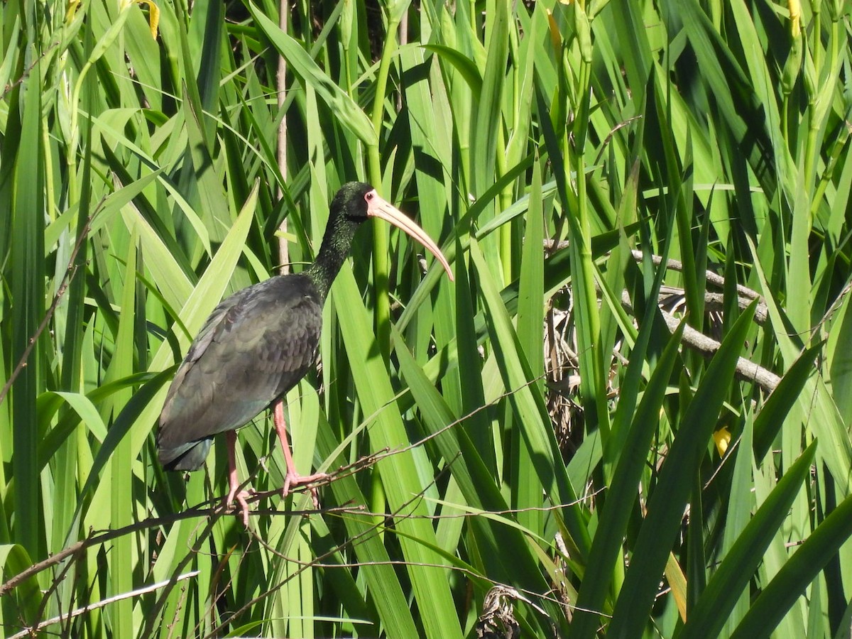 サカツラトキ - ML642687039