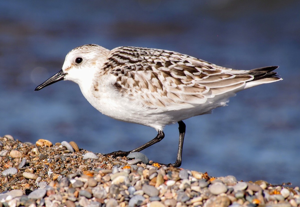 Sanderling - ML642687040