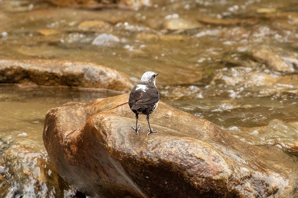 White-capped Dipper - ML642687042