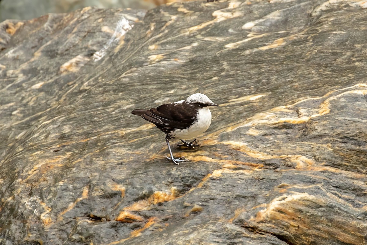 White-capped Dipper - ML642687043