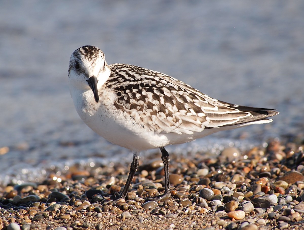 Sanderling - ML642687044
