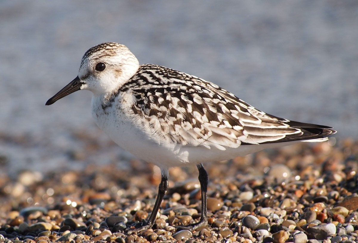 Sanderling - ML642687049