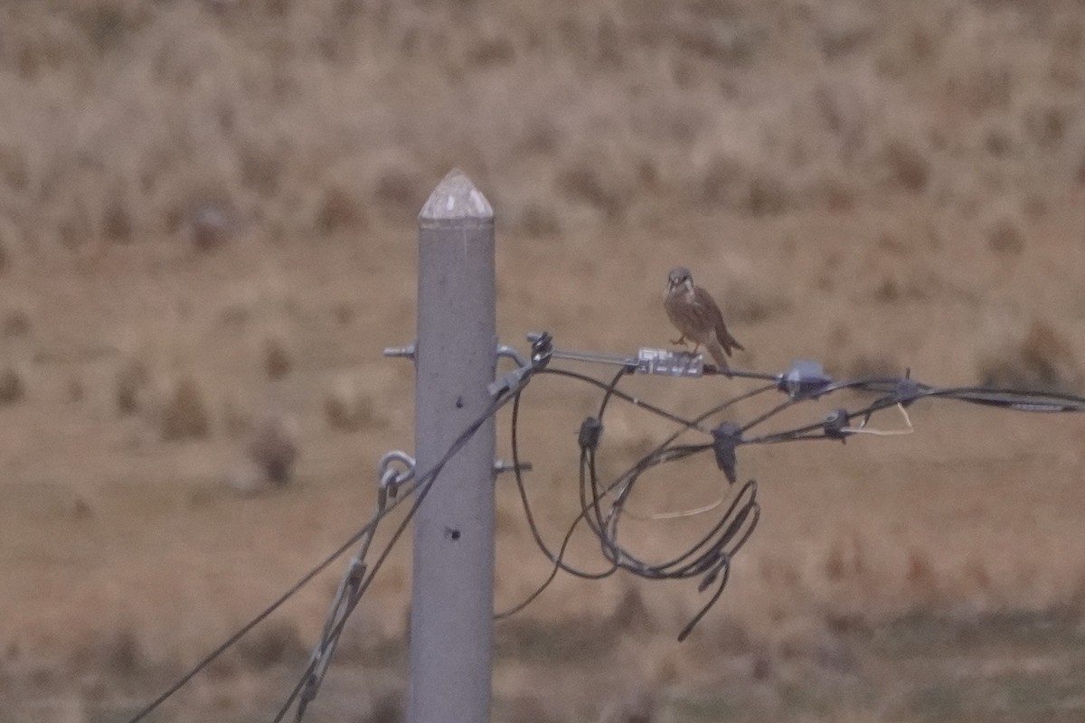 American Kestrel - ML642687050
