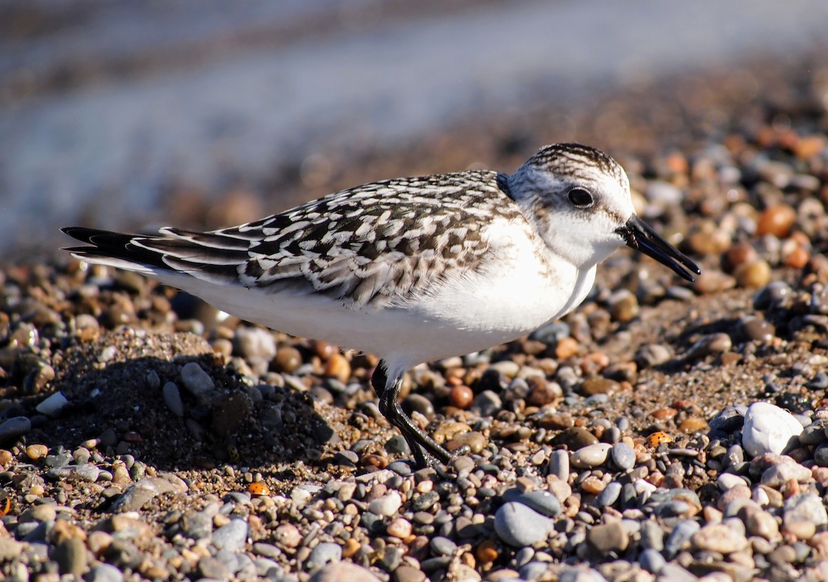 Sanderling - ML642687055