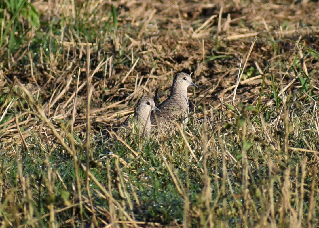 Inca Dove - ML642687062
