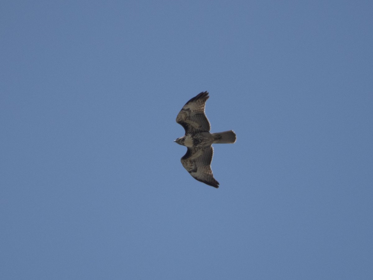 Zapelatz buztangorria - ML642687064