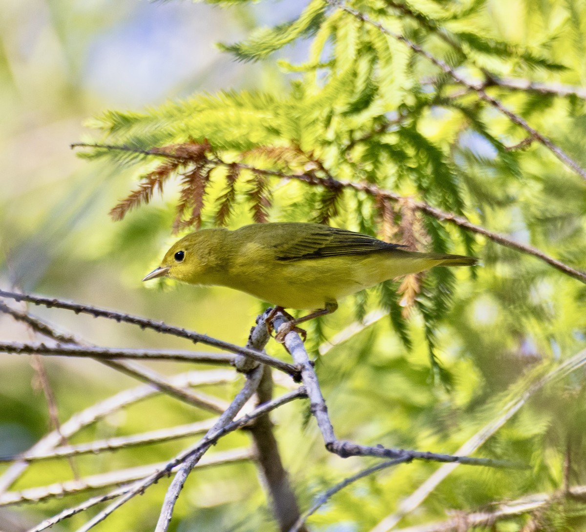 Yellow Warbler - ML642687066