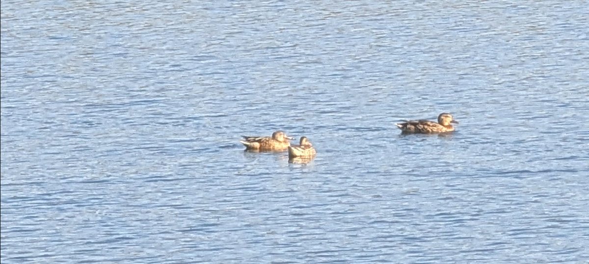 Northern Shoveler - ML642687067
