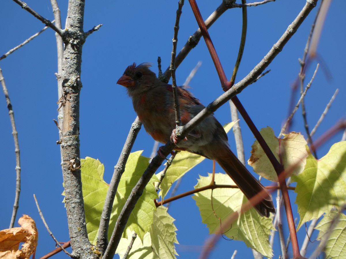 Northern Cardinal - ML642687069