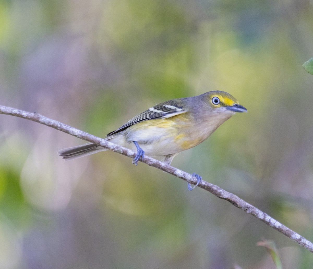 White-eyed Vireo - ML642687073