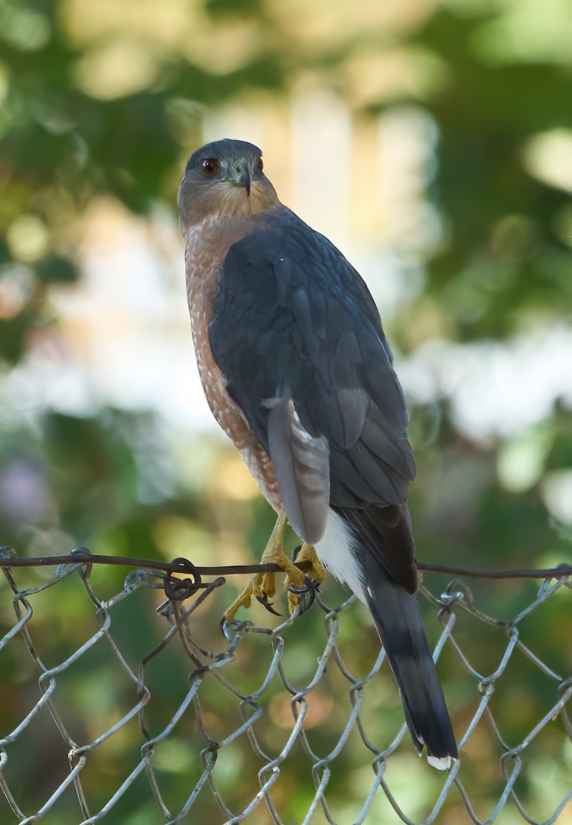 Cooper's Hawk - ML642687075