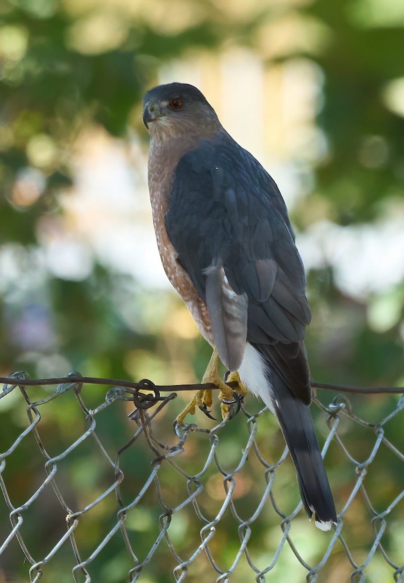 Cooper's Hawk - ML642687076