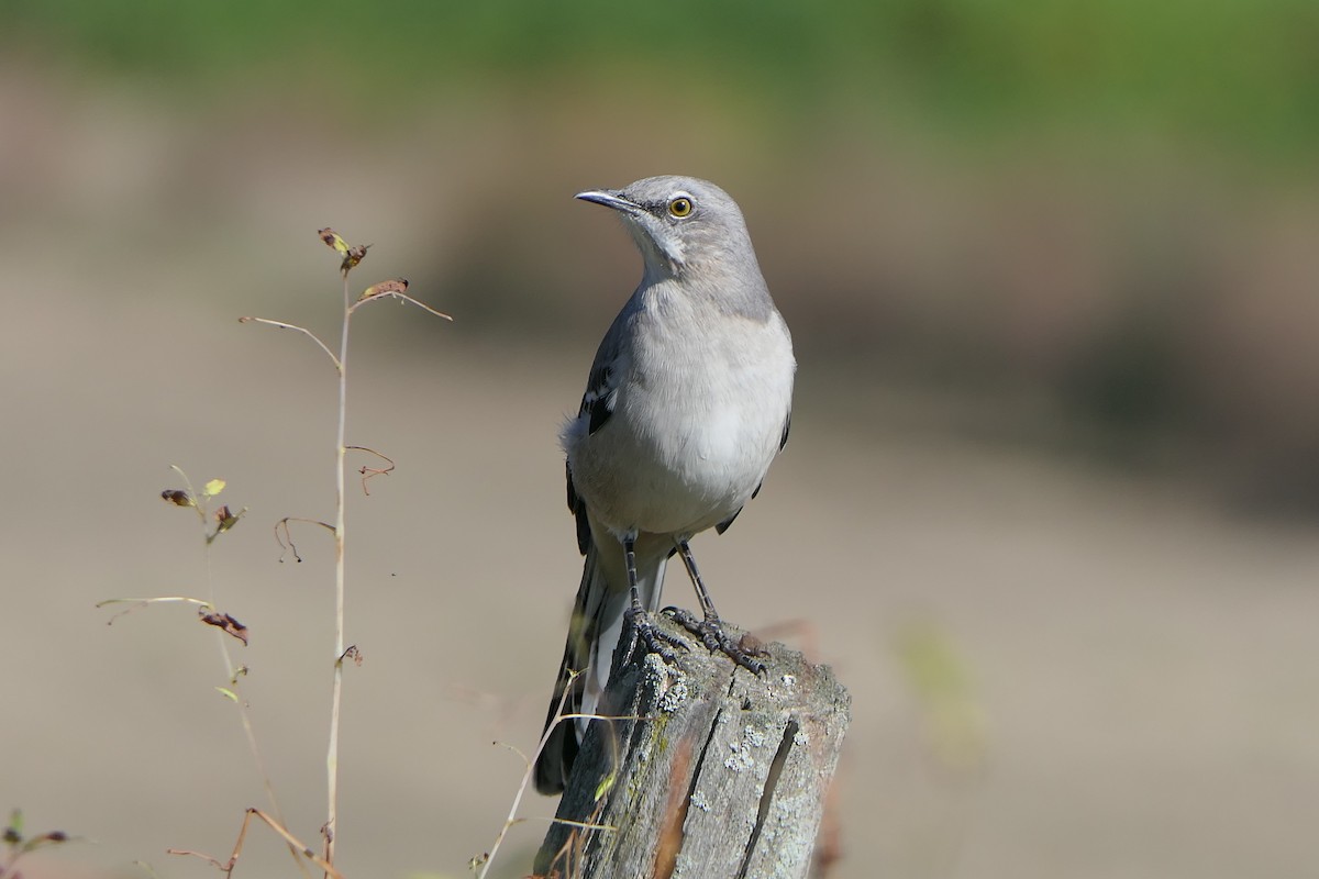 Northern Mockingbird - ML642687077