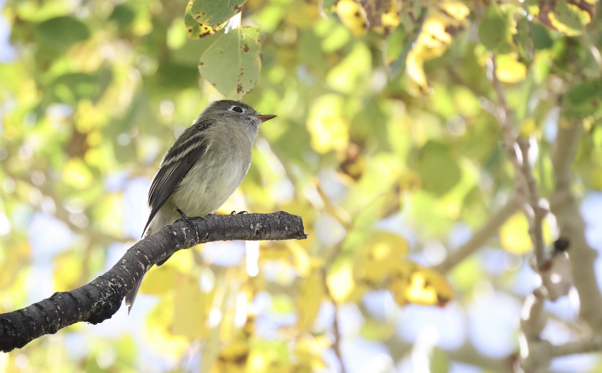 Hammond's Flycatcher - ML642687084