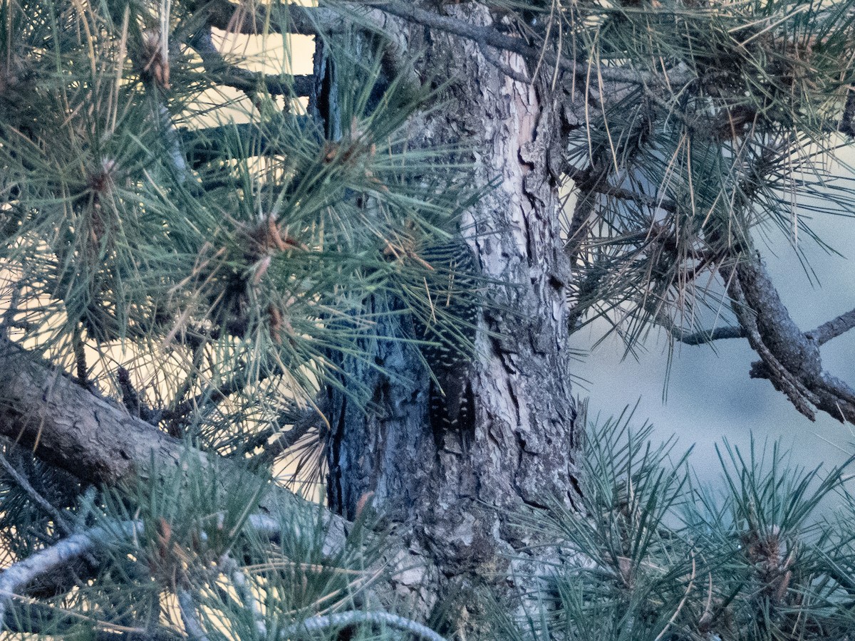 Williamson's Sapsucker - ML642687085