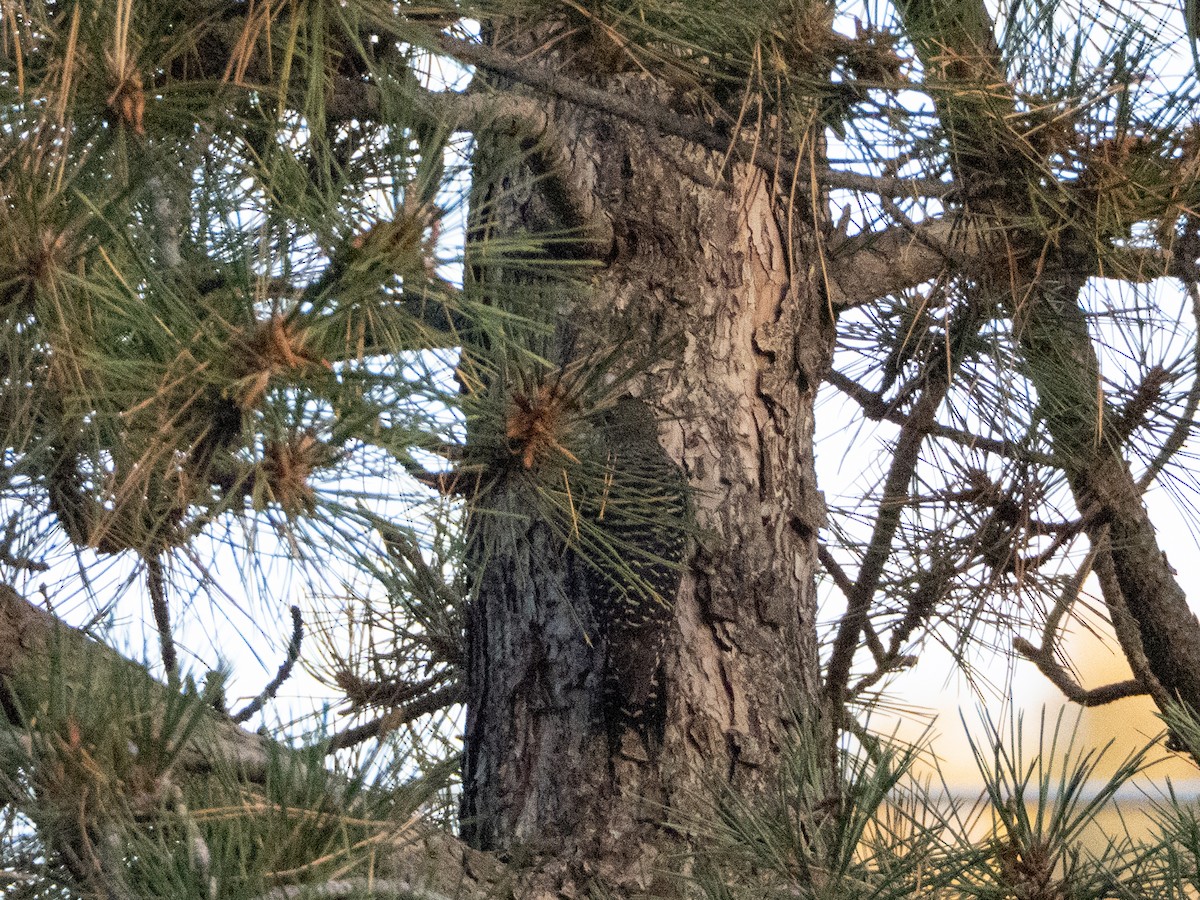 Williamson's Sapsucker - ML642687086