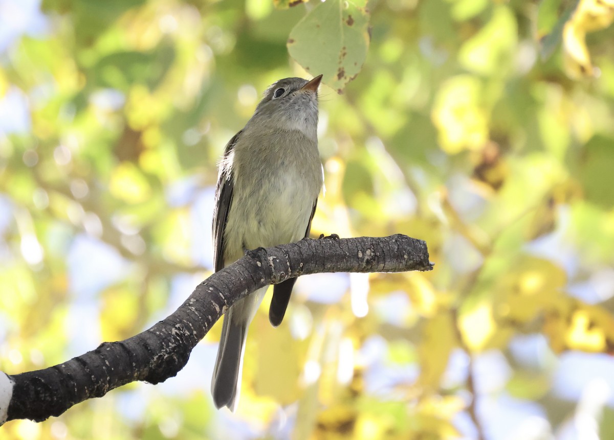 Hammond's Flycatcher - ML642687087