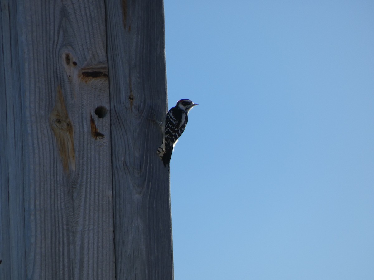 Downy Woodpecker - ML642687088