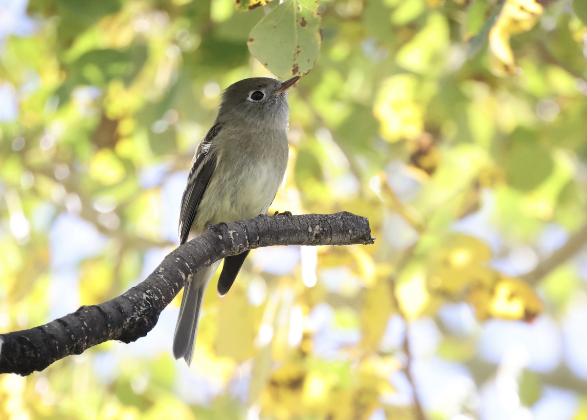 Hammond's Flycatcher - ML642687089