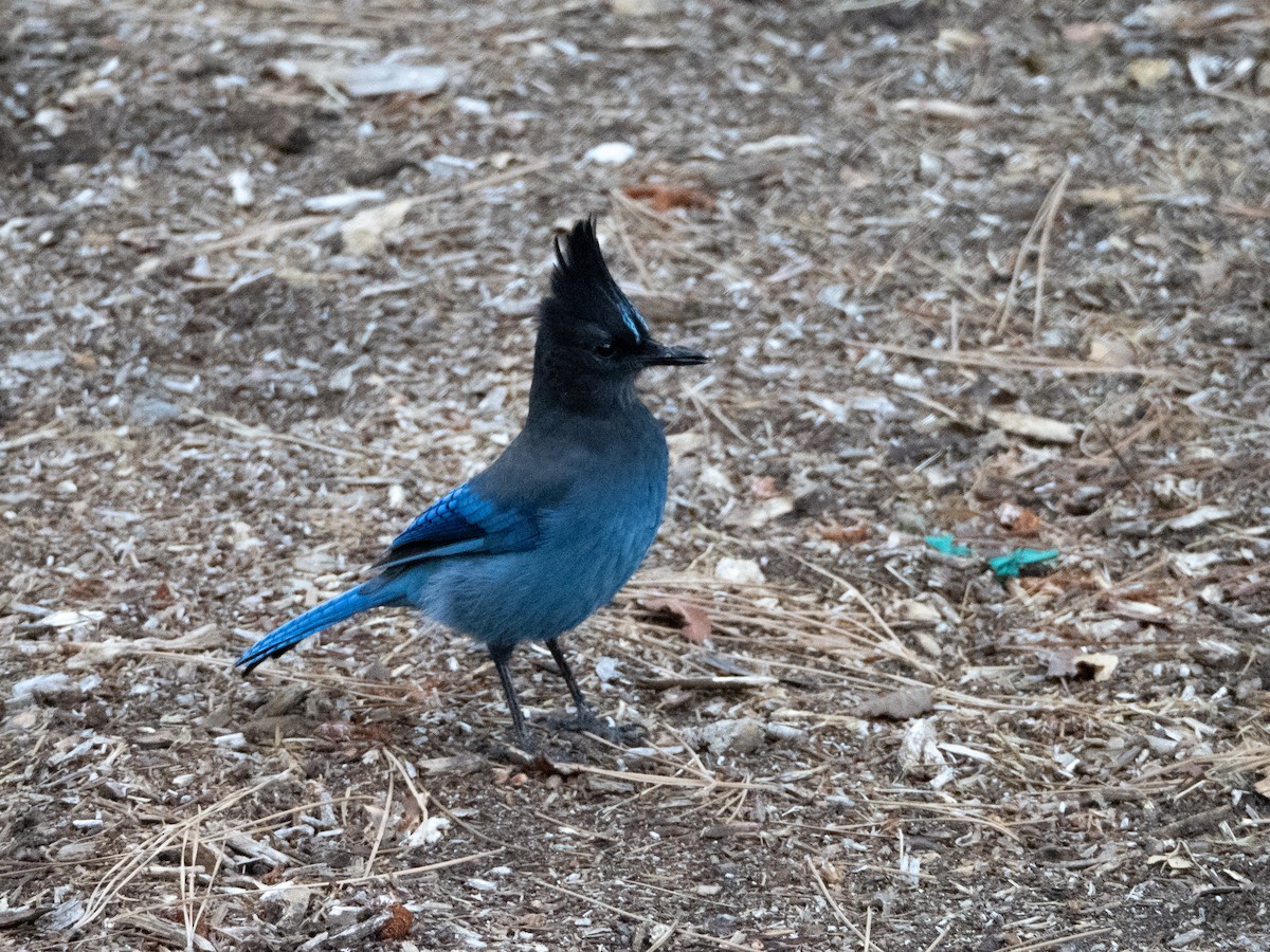Steller's Jay - ML642687090