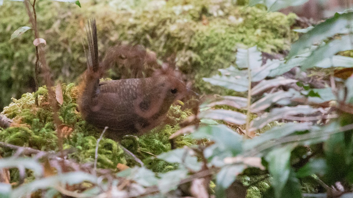 Rufous Scrub-bird - ML642687096