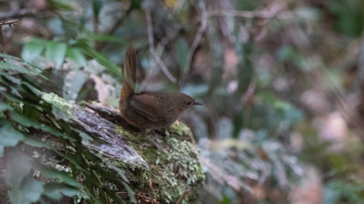 Rufous Scrub-bird - ML642687097